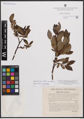 Salix bicolor Ehrh. ex Willd.